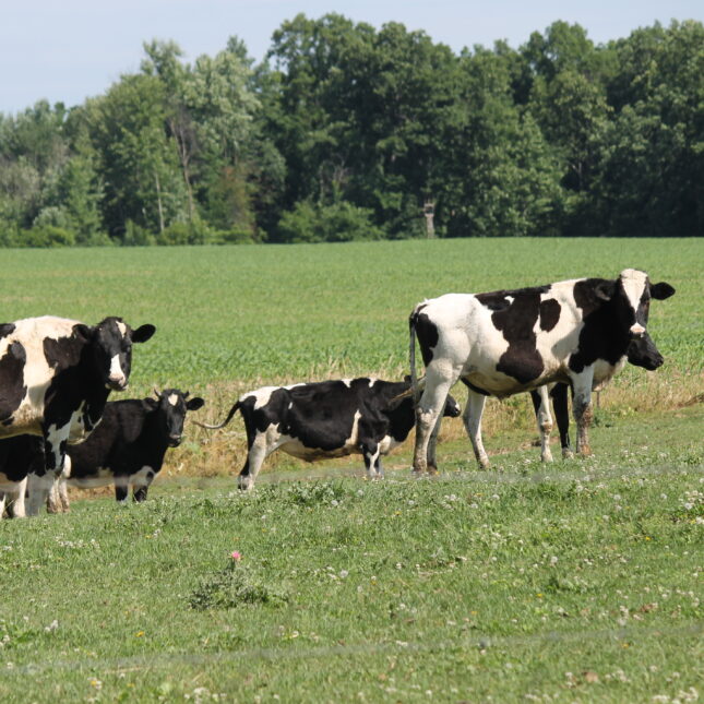 A group of less than ten dairy cows wander in a grassy area — health coverage from STAT