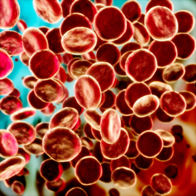 An illustration of red blood cells