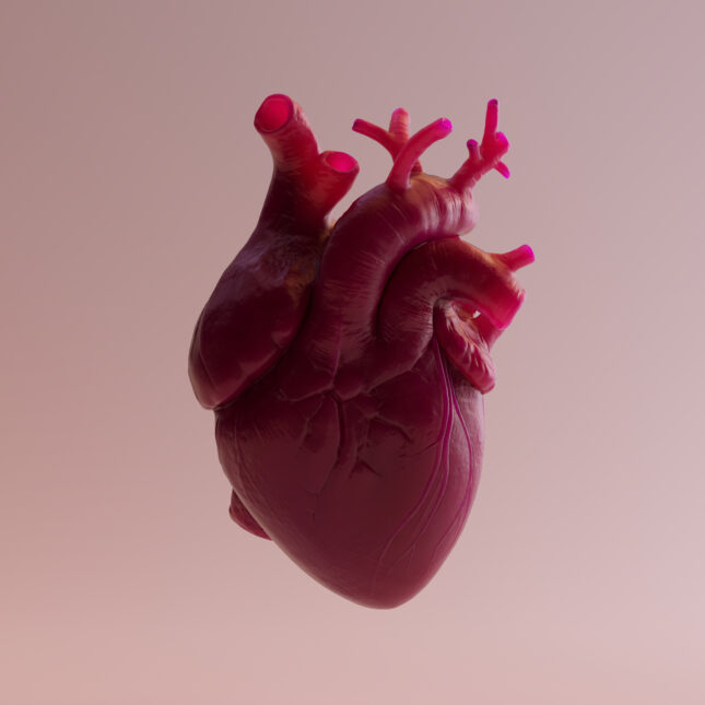 3d human heart illo