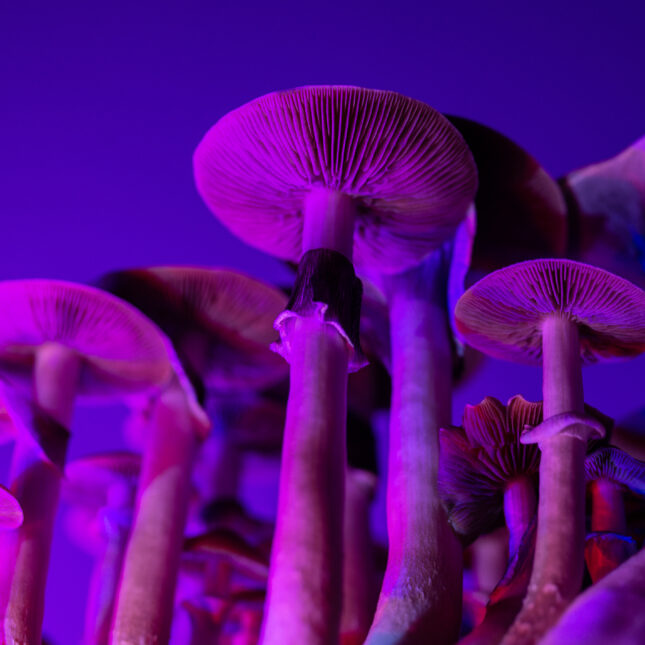 A colorful photograph of psilocybin mushrooms. More than 60 compounds representing novel treatment approaches are in the pipeline, including psilocybin, the active ingredient in “magic mushrooms.” – mental health coverage from STAT