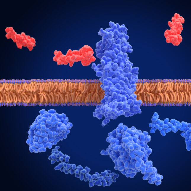 GLP-1 receptors are surrounded by red agonists — health coverage from STAT