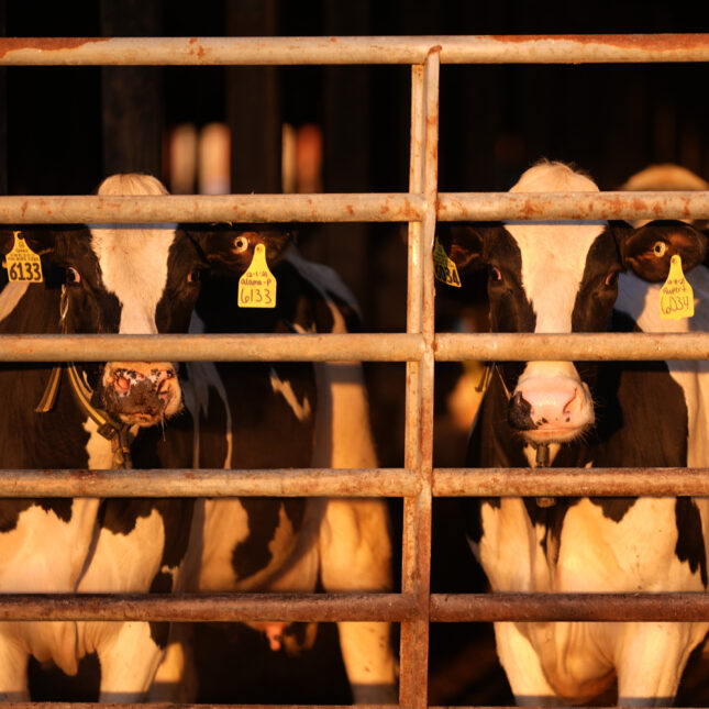 Two dairy cows look out from inside a barn under warm lighting — first opinion coverage from STAT