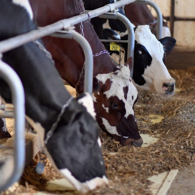 Three cows in a row in a far, the front two eat while the third one stares into the camera — health coverage from STAT